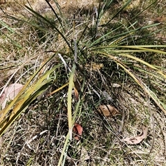 Lomandra multiflora at Weetangera, ACT - 29 Oct 2024 02:26 PM