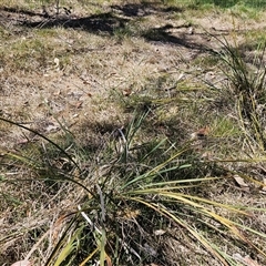 Lomandra multiflora at Weetangera, ACT - 29 Oct 2024