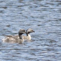 Poliocephalus poliocephalus (Hoary-headed Grebe) at Colo Vale, NSW - 29 Oct 2024 by Span102