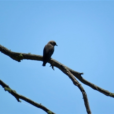 Artamus cyanopterus cyanopterus (Dusky Woodswallow) at Colo Vale, NSW - 29 Oct 2024 by Span102