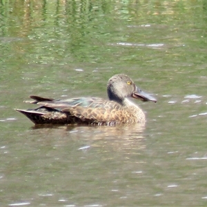 Spatula rhynchotis (Australasian Shoveler) at Colo Vale, NSW by Span102