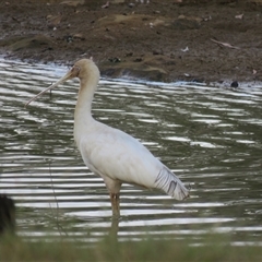 Platalea flavipes (Yellow-billed Spoonbill) at Mittagong, NSW - 28 Oct 2024 by Span102