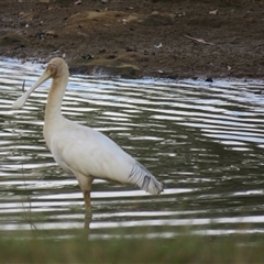 Platalea flavipes at Mittagong, NSW - 29 Oct 2024 07:18 AM