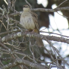 Cincloramphus mathewsi (Rufous Songlark) at Woodlands, NSW - 28 Oct 2024 by Span102