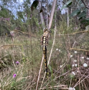 Orthetrum caledonicum at Mittagong, NSW - 28 Oct 2024