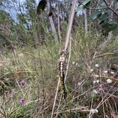 Orthetrum caledonicum at Mittagong, NSW - 28 Oct 2024