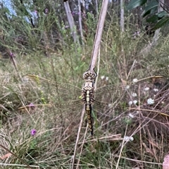 Orthetrum caledonicum at Mittagong, NSW - suppressed