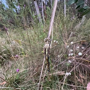 Orthetrum caledonicum at Mittagong, NSW - 28 Oct 2024