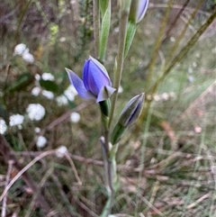 Thelymitra sp. (A Sun Orchid) at Mittagong, NSW - 28 Oct 2024 by Span102