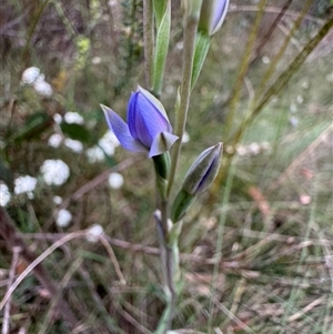 Thelymitra (Genus) at Mittagong, NSW - suppressed