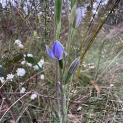 Thelymitra sp. at Mittagong, NSW - suppressed