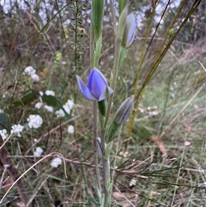 Thelymitra sp. at Mittagong, NSW - suppressed