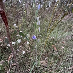 Thelymitra (Genus) at Mittagong, NSW - suppressed