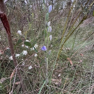 Thelymitra (Genus) at Mittagong, NSW - suppressed