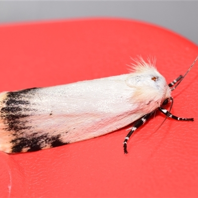 Cryptophasa (genus) (A Gelechioid moth (Xyloryctidae) at Jerrabomberra, NSW - 30 Oct 2024 by DianneClarke