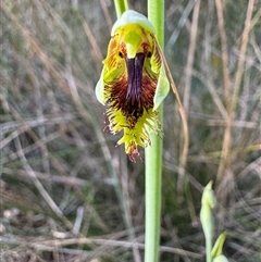 Calochilus platychilus at Mittagong, NSW - 26 Oct 2024 by Span102