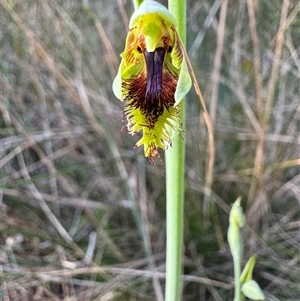 Calochilus campestris at Mittagong, NSW - suppressed