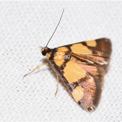 Deuterarcha xanthomela (A Crambid moth (Spilomelinae)) at Jerrabomberra, NSW - 30 Oct 2024 by DianneClarke