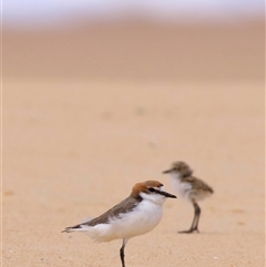 Anarhynchus ruficapillus (Red-capped Plover) at Moruya Heads, NSW - 28 Oct 2024 by jb2602