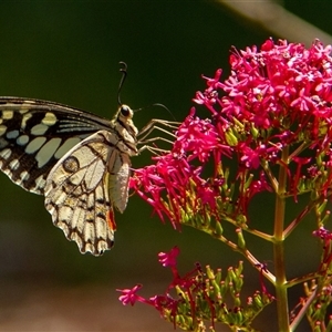 Papilio demoleus at Penrose, NSW - 30 Oct 2024