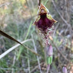 Calochilus platychilus (Purple Beard Orchid) at Mittagong, NSW - 26 Oct 2024 by Span102