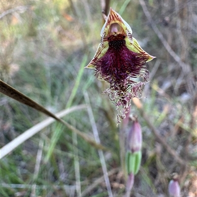 Calochilus platychilus at Mittagong, NSW - 26 Oct 2024 by Span102