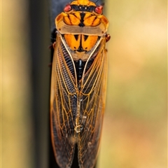 Cyclochila australasiae (Greengrocer, Yellow Monday, Masked devil) at Penrose, NSW - 24 Oct 2024 by Aussiegall