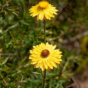 Xerochrysum bracteatum at Penrose, NSW by Aussiegall