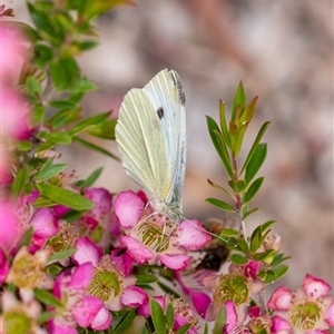 Pieris rapae at Penrose, NSW - 28 Oct 2024