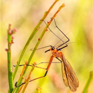 Harpobittacus australis (Hangingfly) at Penrose, NSW by Aussiegall