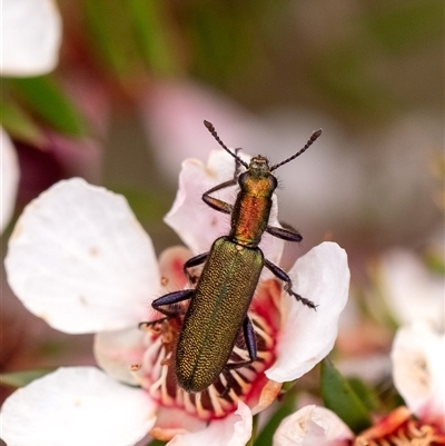 Eleale aspera (Clerid beetle) at Penrose, NSW - 28 Oct 2024 by Aussiegall