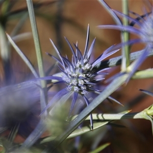 Eryngium ovinum at Latham, ACT - 1 Dec 2014 08:30 AM