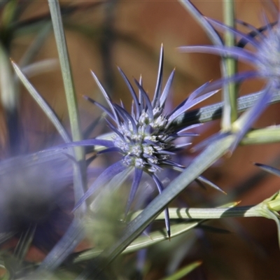 Eryngium ovinum (Blue Devil) at Latham, ACT - 30 Nov 2014 by Jennybach