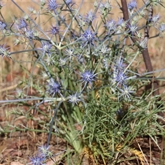 Eryngium ovinum at Latham, ACT - 1 Dec 2014