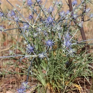 Eryngium ovinum at Latham, ACT - 1 Dec 2014 08:30 AM