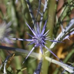 Eryngium ovinum at Latham, ACT - 1 Dec 2014