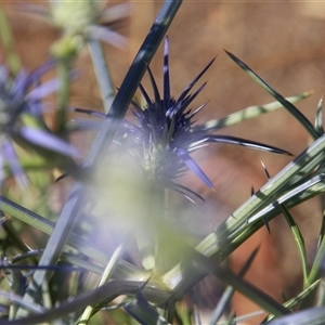 Eryngium ovinum at Latham, ACT - 1 Dec 2014