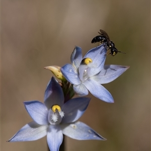 Thelymitra peniculata at Penrose, NSW by Aussiegall