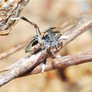 Maratus chrysomelas at Bredbo, NSW - 30 Oct 2024