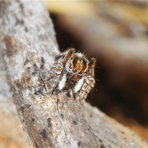 Maratus chrysomelas at Bredbo, NSW - 30 Oct 2024