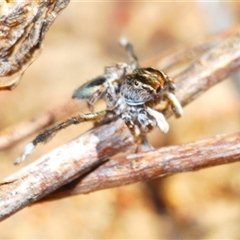 Maratus chrysomelas at Bredbo, NSW - 30 Oct 2024