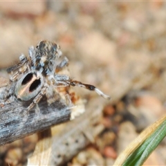 Maratus chrysomelas at Bredbo, NSW - 30 Oct 2024