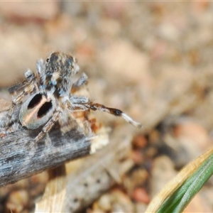 Maratus chrysomelas at Bredbo, NSW - 30 Oct 2024