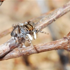 Maratus chrysomelas at Bredbo, NSW - 30 Oct 2024