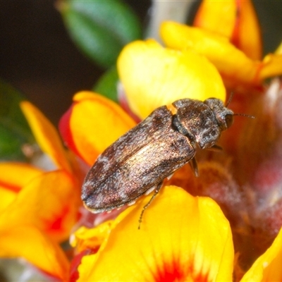 Ethonion reichei (A jewel beetle) by Harrisi