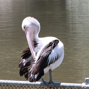 Pelecanus conspicillatus at Yarralumla, ACT - 26 Nov 2014 12:44 PM