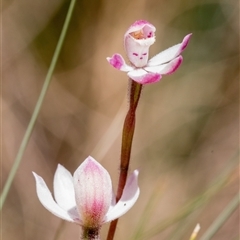 Caladenia alpina (Mountain Caps) at Brindabella, ACT - 30 Oct 2024 by Cmperman