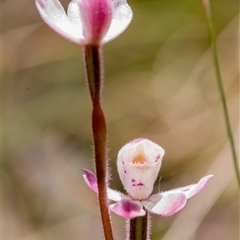 Caladenia alpina at Brindabella, ACT - suppressed