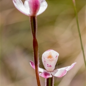 Caladenia alpina at Brindabella, ACT - suppressed