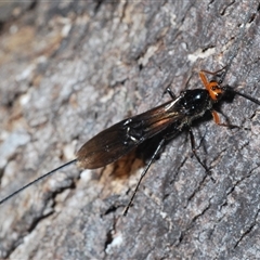 Callibracon capitator at Tinderry, NSW - suppressed